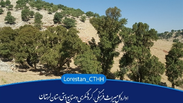 ثبت ملی درختان وزم در روستای داداگلاب 